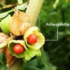 Ashwagandha