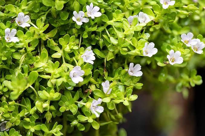 Brahmi